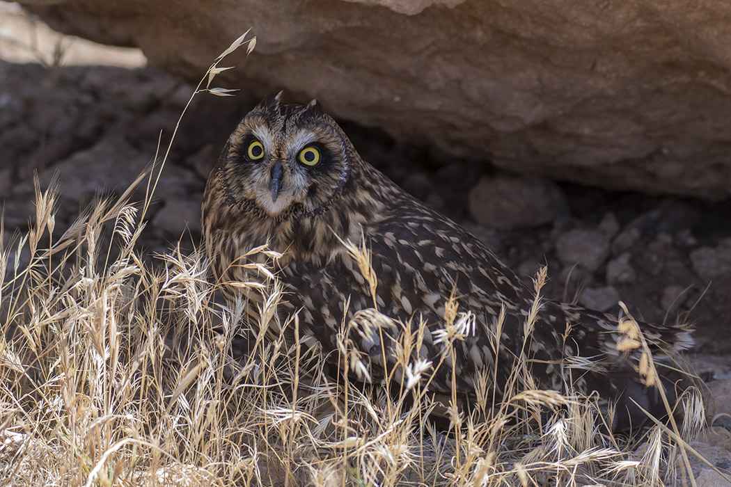 Short-eared Owl